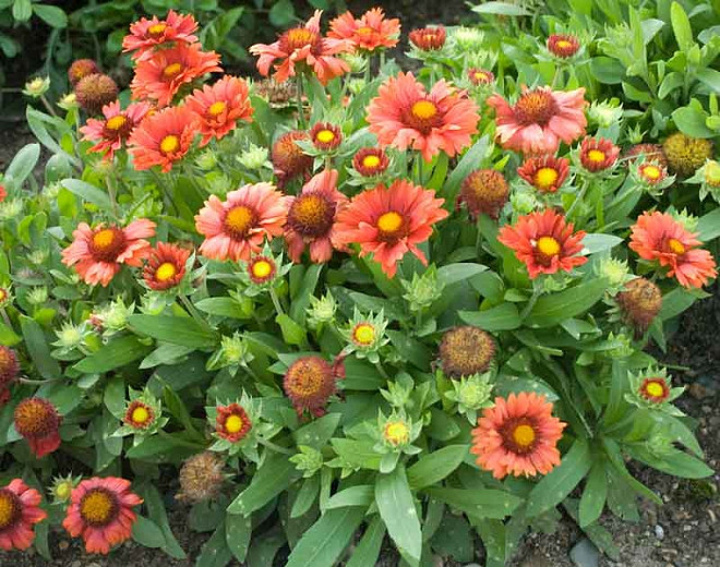 Gaillardia x grandiflora 'Arizona Red Shades' (Blanket Flower)